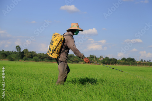 The farmers farmer injecting a pesticide into the crops of fresh and natural rice farm, the chemistry and inorganic agriculture style