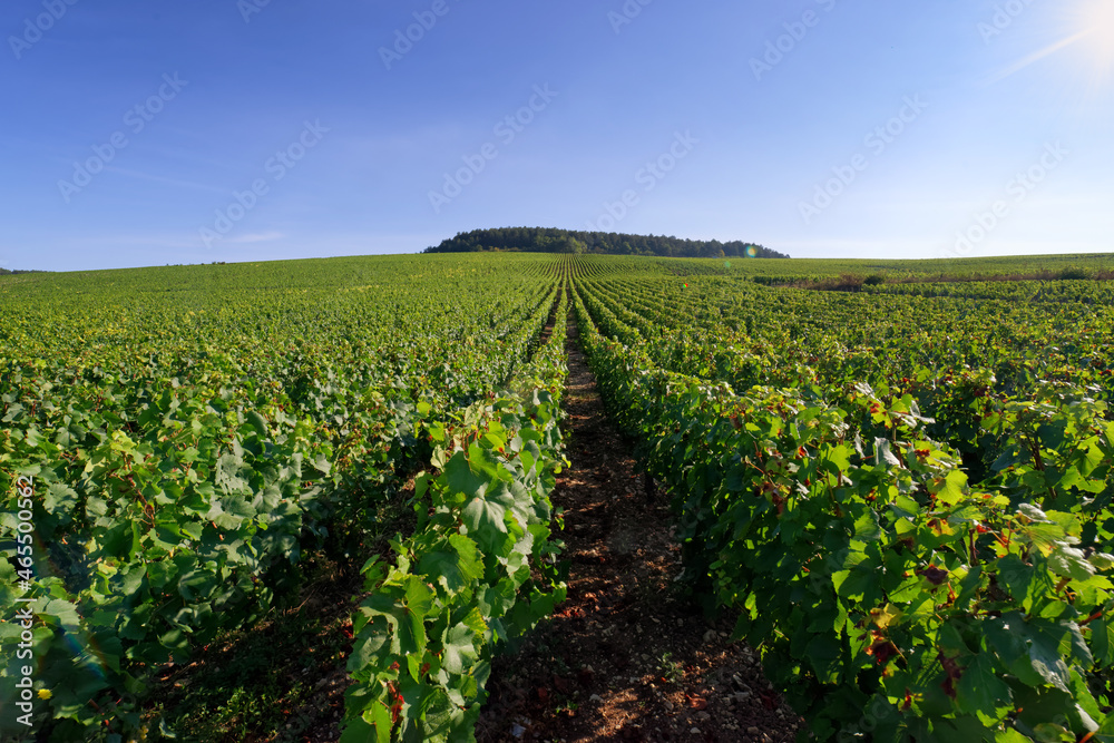 Vineyard in the hills of Chablis village