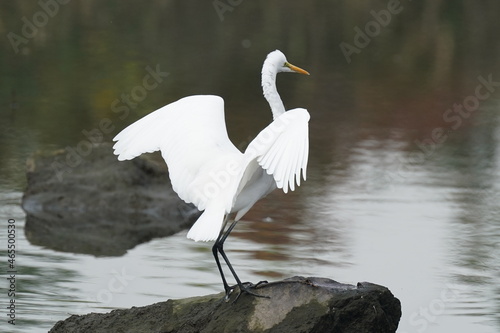 egret in the pond © Matthewadobe