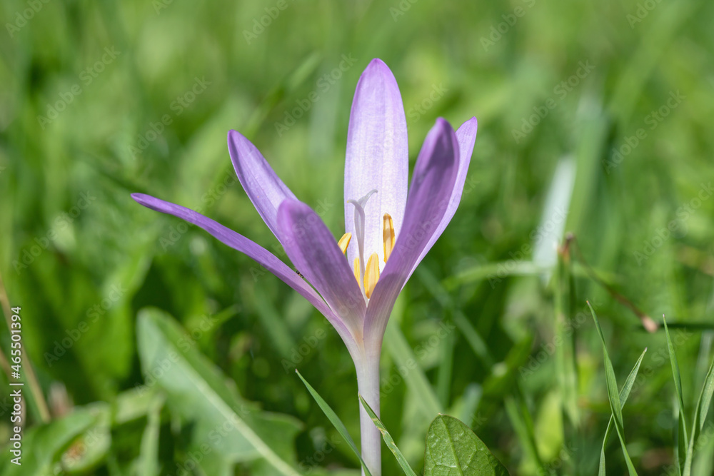 Blossom of an autumn crocus (Colchicum autumnale). High toxic flower. Blossom of an autumn crocus (Colchicum autumnale). High toxic flower.