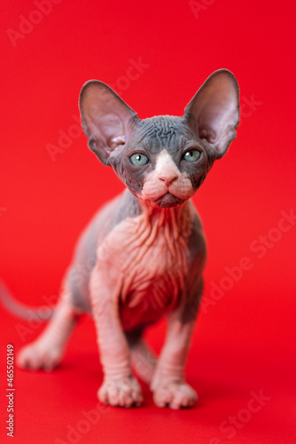 Portrait of young Canadian Sphynx Cat of blue and white color standing on red background. Pretty male kitten of 7 months old of rare breed. Front view. Studio shot. Concept of breeding purebred cats. © Alexander Piragis