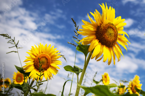 Sunflower flower sunshine on blue sky background