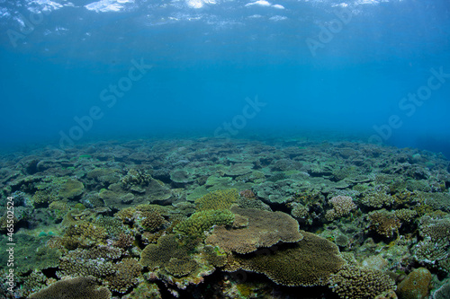 Fototapeta Naklejka Na Ścianę i Meble -  coral reef in the sea