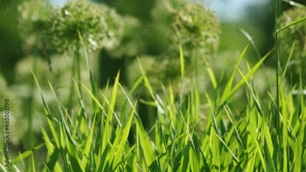 Bright Green Grass in Sunlight Summer Park, Seasonal Video Background Bright Green Grass in Sunlight Summer Park, Seasonal Video Background