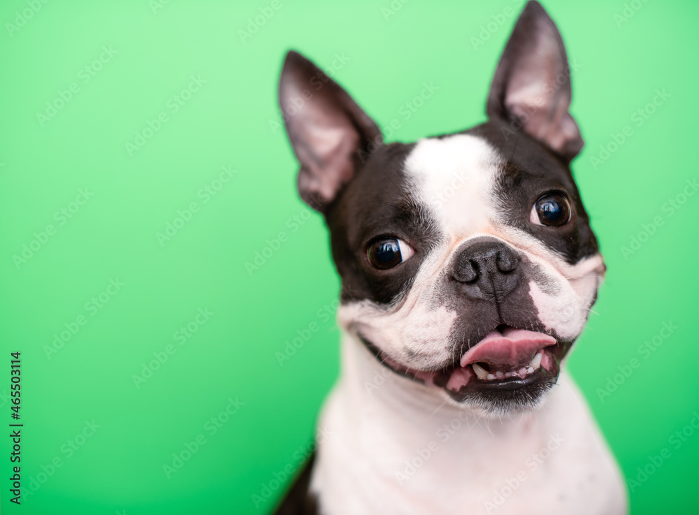 A happy and joyful Boston Terrier dog with its tongue hanging out smiles on a green background in the studio.
