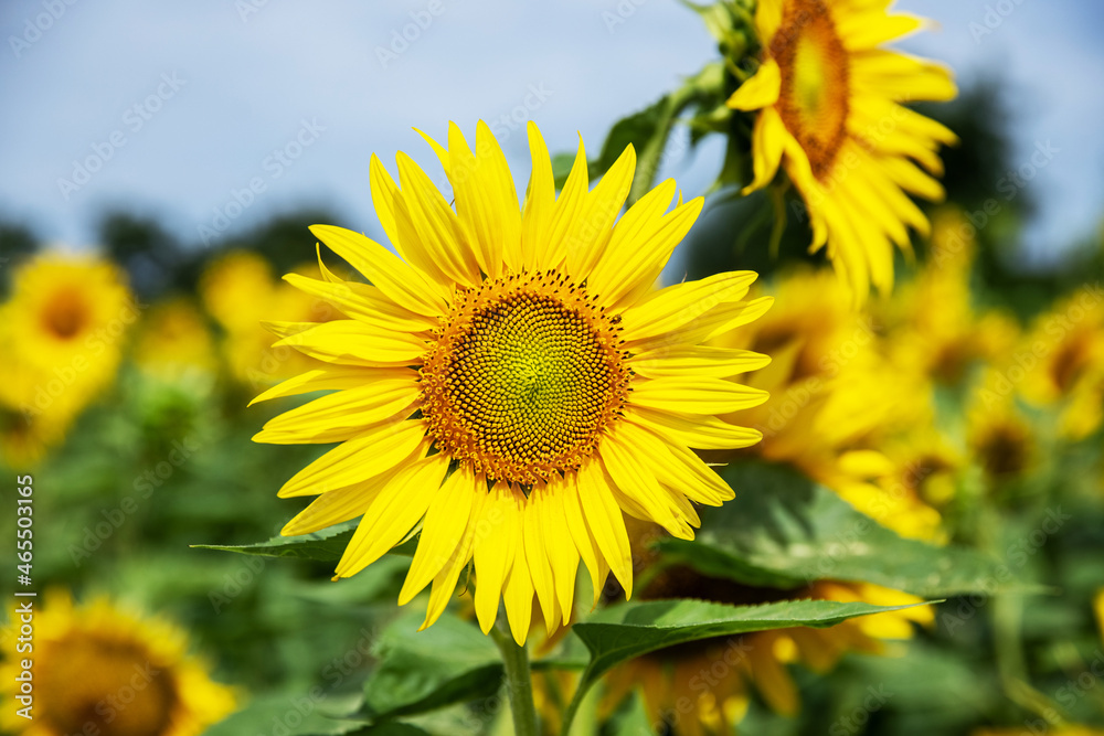 Sunflower flower sunshine on blue sky background