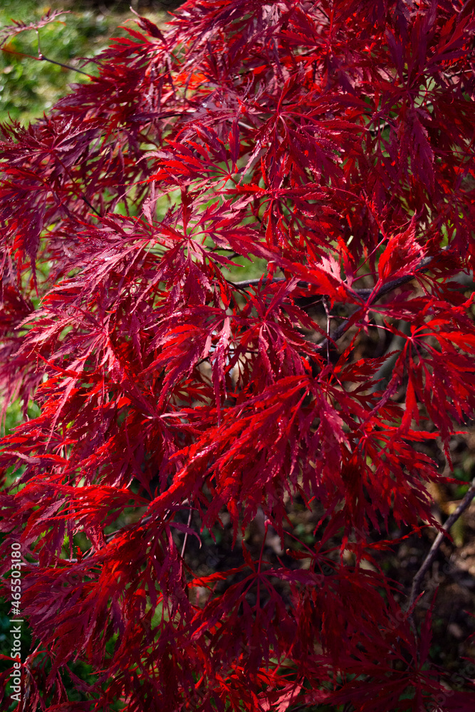 Japanese Maple Japanese Maple