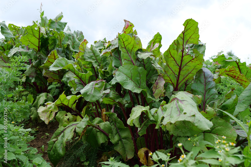 Fototapeta premium Beetroot grows in the garden