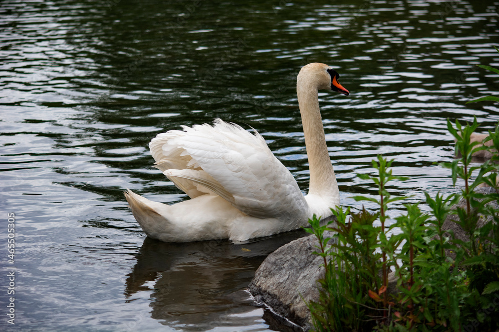 łabędź