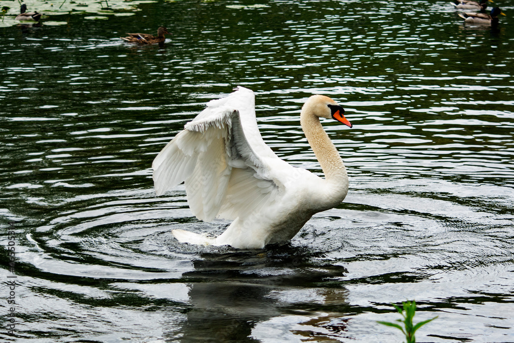 łabędź