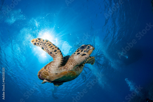turtle swimming in the ocean © 智道 秋元