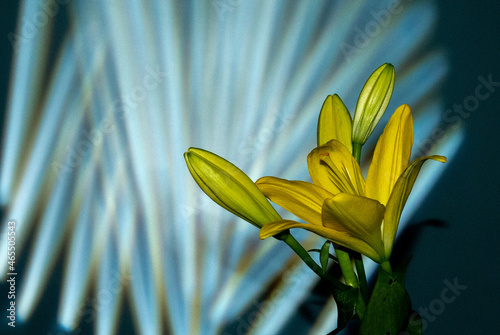 Beautiful yellow blooming lilly flower with buds isolated on dark green background with gobo mask