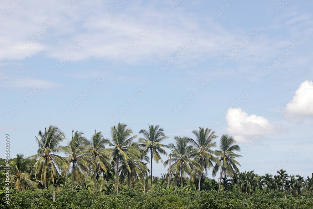 Row of tropical palm trees above a forest canopy against a blue sky background with copy space