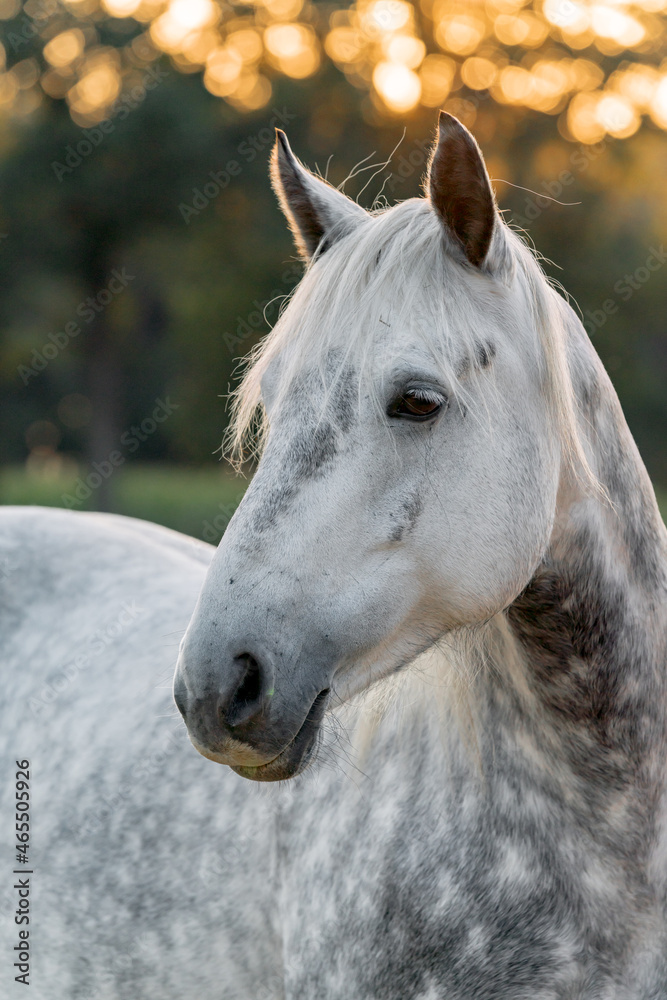 Obraz premium Beautiful grey horse pony with dapples covered in sunset sunlight. 