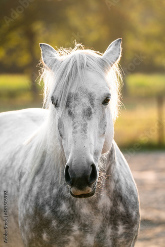 Beautiful grey horse pony with dapples covered in sunset sunlight. 