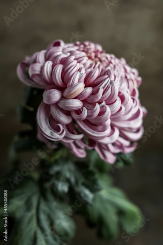 Photography A bud of a large pink chrysanthemum with sparkles and water drops on a dark brown background