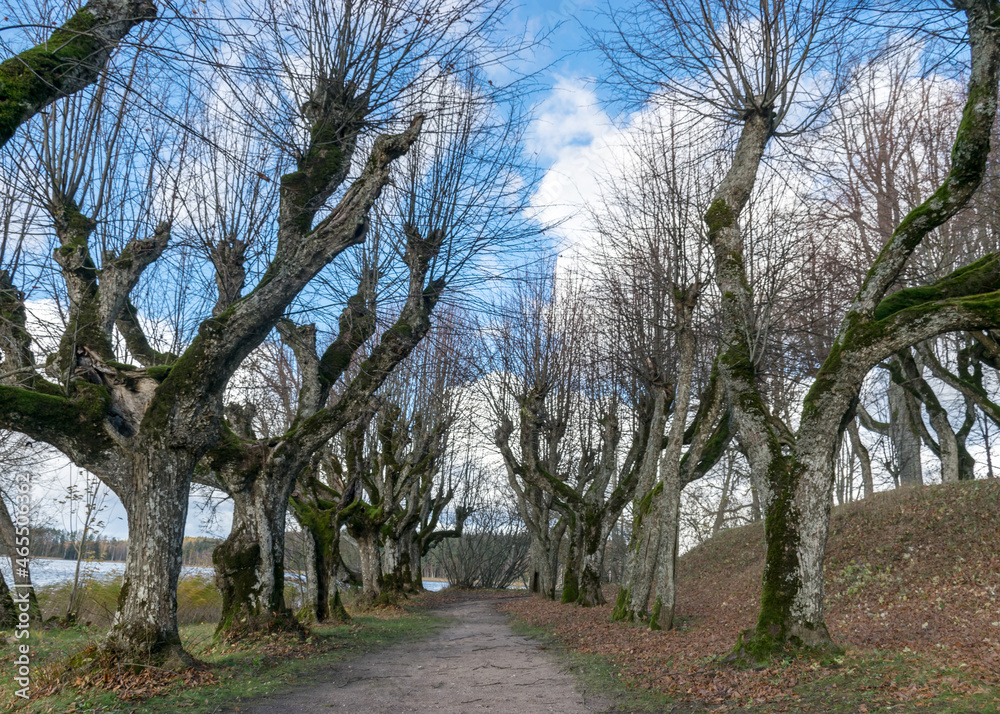 linden tree alley in the manor park, trees in autumn without leaves on the ground leaf texture, old tree trunks, tree branches curved in abstract forms, Katvaru manor lindens, Latvia linden tree alley in the manor park, trees in autumn without leaves on the ground leaf texture, old tree trunks, tree branches curved in abstract forms, Katvaru manor lindens, Latvia