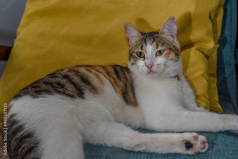 cat sitting on the sofa, flahslight