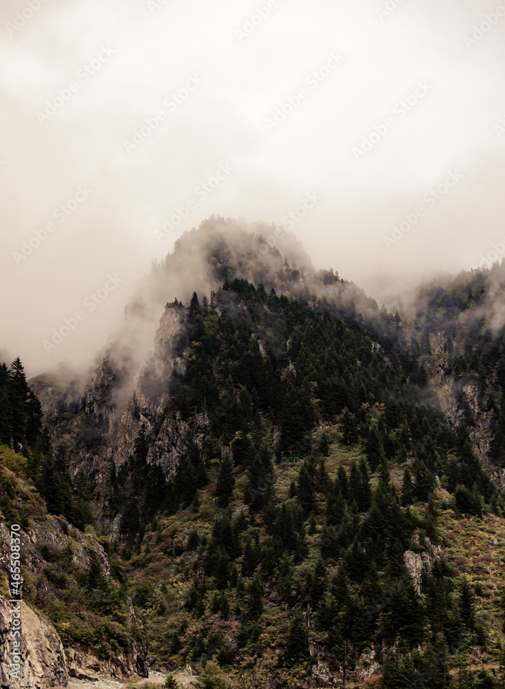  Dense forests in the mountains in the fog