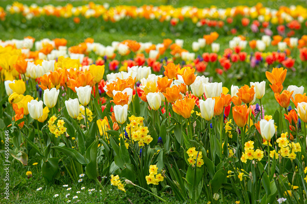 Beautiful spring flower bed with lot of different color and variation of flowers, tulips, narcissus and Muscari Grape Hyacinth. - obrazy, fototapety, plakaty 