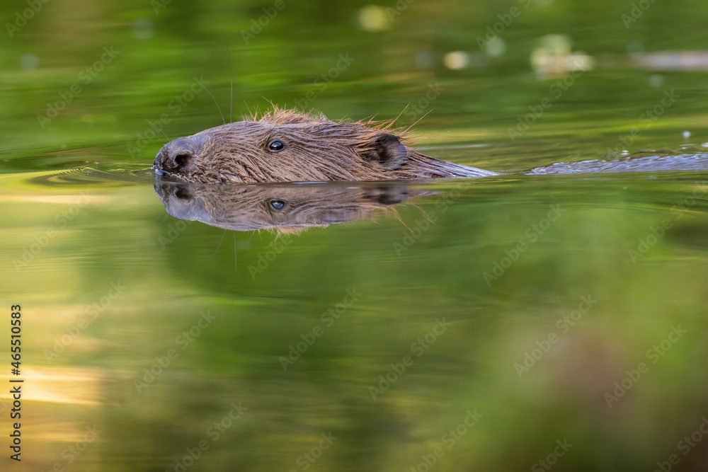 Eurasian beaver, castor fiber, peeking out from water in spring nature. Wild rodent swimming in marsh in springtime. Aquatic mammal bathing in river.