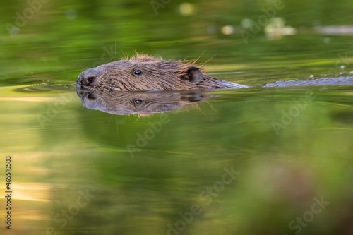 Obraz na płótnie Eurasian beaver, castor fiber, peeking out from water in spring nature. Wild rodent swimming in marsh in springtime. Aquatic mammal bathing in river. w salonie