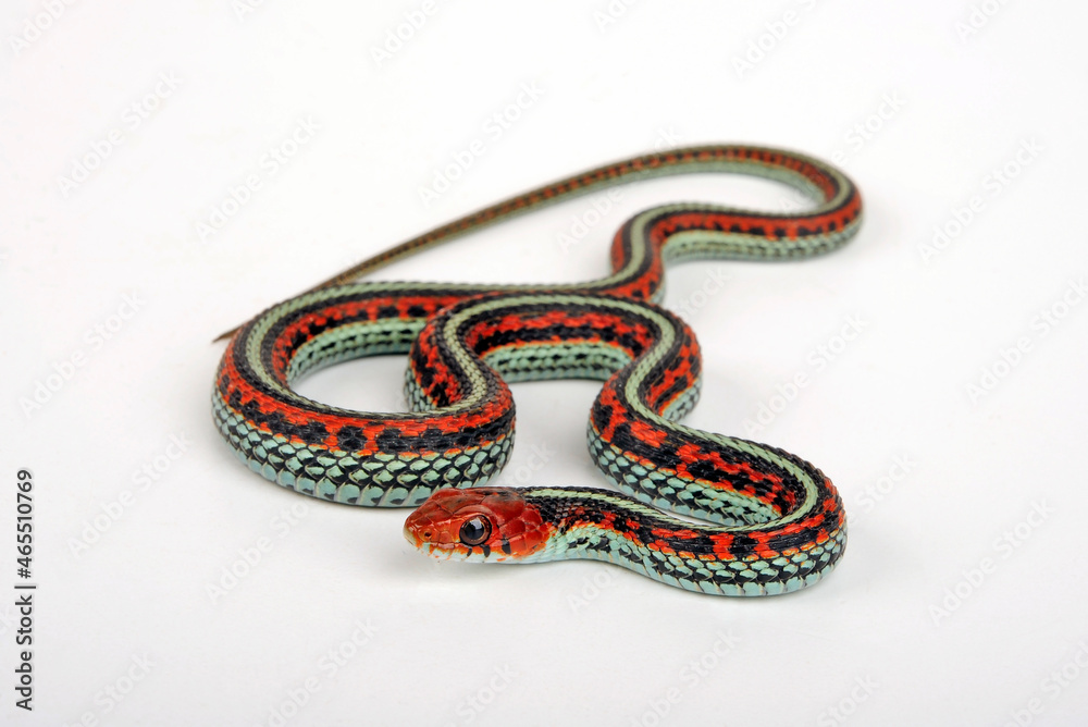 San Francisco garter snake // San-Francisco-Strumpfbandnatter (Thamnophis sirtalis tetrataenia) San Francisco garter snake // San-Francisco-Strumpfbandnatter (Thamnophis sirtalis tetrataenia)
