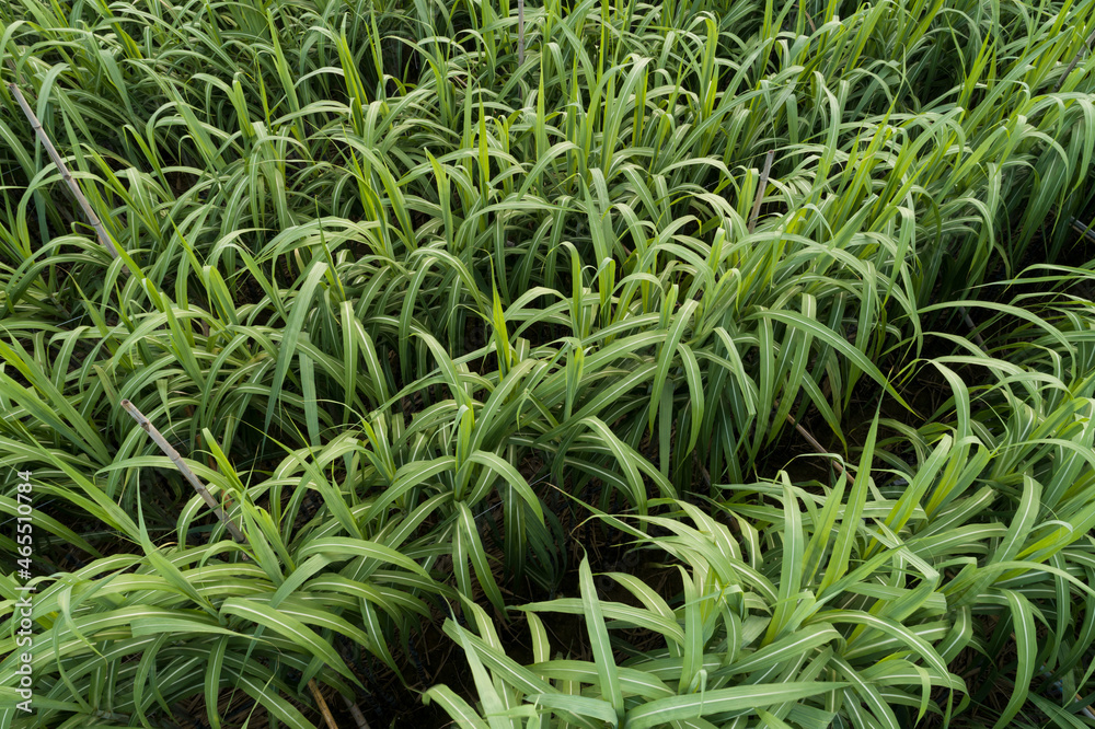 Aerial view of sugarcane plants growing at field