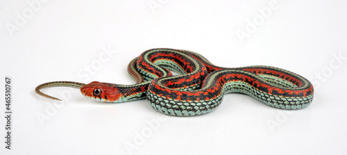 San Francisco garter snake // San-Francisco-Strumpfbandnatter (Thamnophis sirtalis tetrataenia) photo