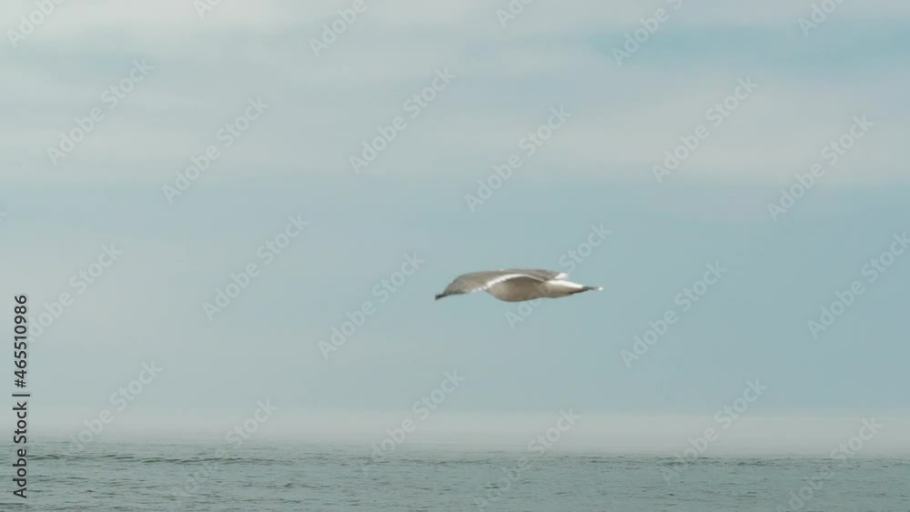 Seagulls fly along the sea in the morning fog, the footage was shot in slow mo Seagulls fly along the sea in the morning fog, the footage was shot in slow mo