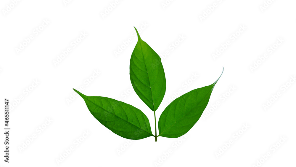 Green leaves isolated on white background for illustration or other design Green leaves isolated on white background for illustration or other design