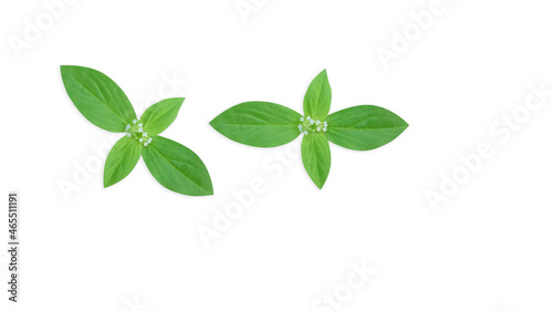 Two separate flowers on a white background for illustration or other designs (With Clipping Path)