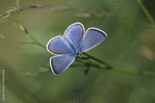 Small Anatolian blue butterfly(Polyommatus cornelius)