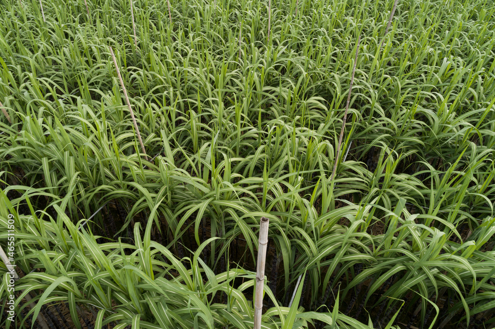 Aerial view of sugarcane plants growing at field Aerial view of sugarcane plants growing at field