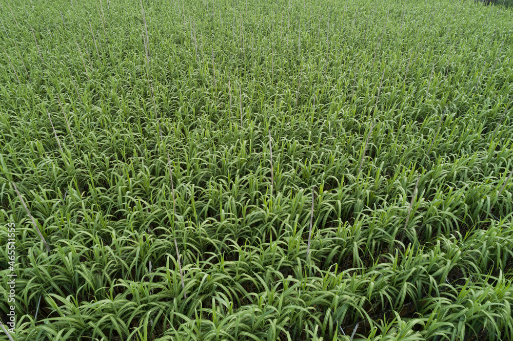Aerial view of sugarcane plants growing at field Aerial view of sugarcane plants growing at field