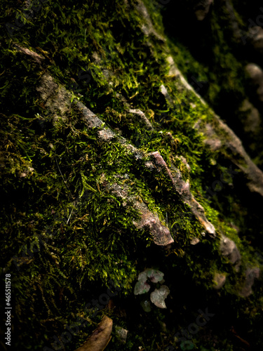 moss on tree © Едуард Багян
