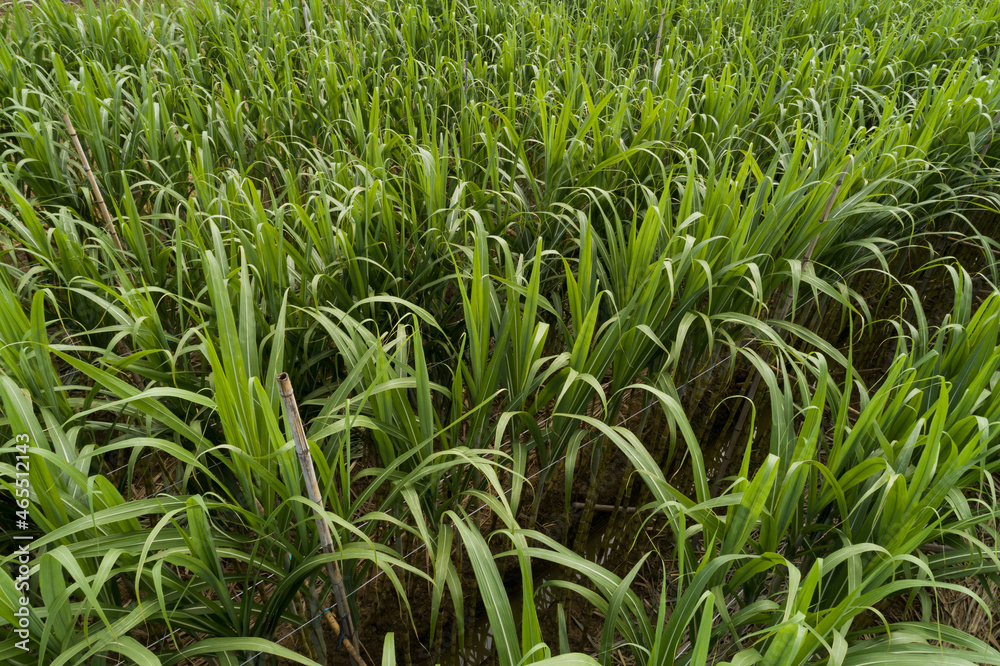 Aerial view of sugarcane plants growing at field Aerial view of sugarcane plants growing at field