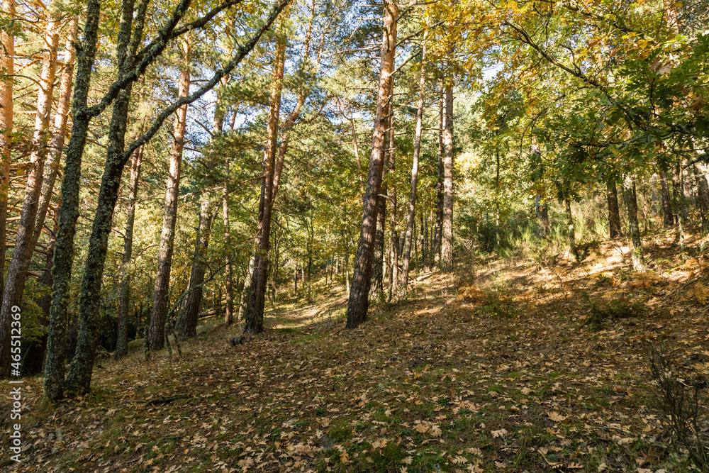 surroundings of the Lozoya river, with the colors of autumn, as it passes through the Sierra de Guadarrama in Madrid surroundings of the Lozoya river, with the colors of autumn, as it passes through the Sierra de Guadarrama in Madrid