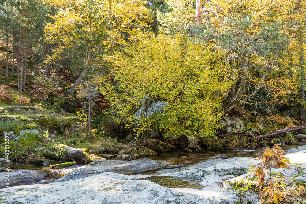 Lozoya river, with the colors of autumn, as it passes through the Sierra de Guadarrama in the province of Madrid