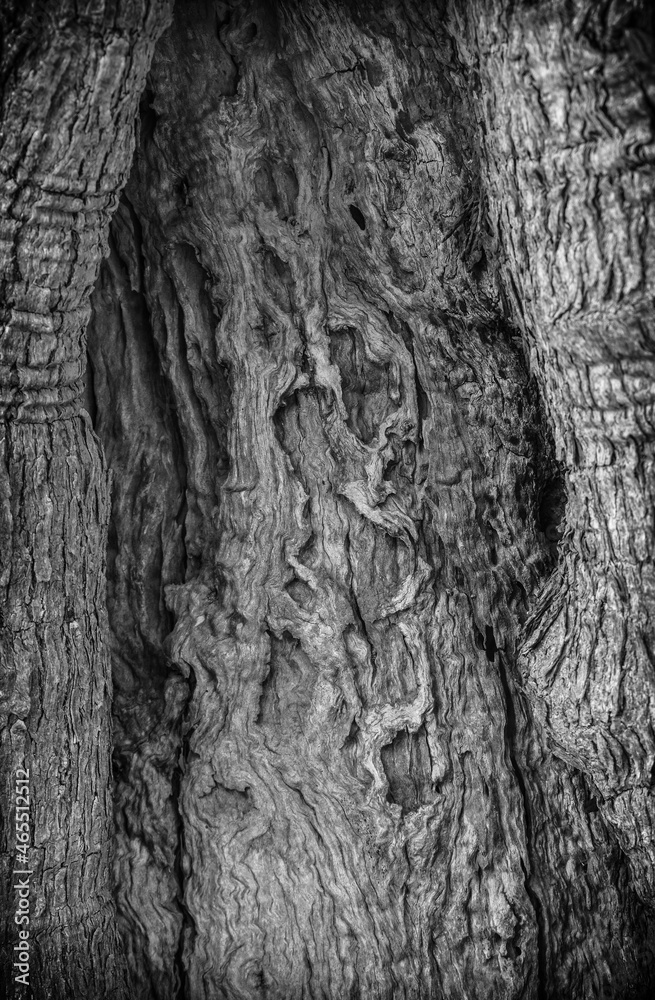 Bark of an ancient tree closeup