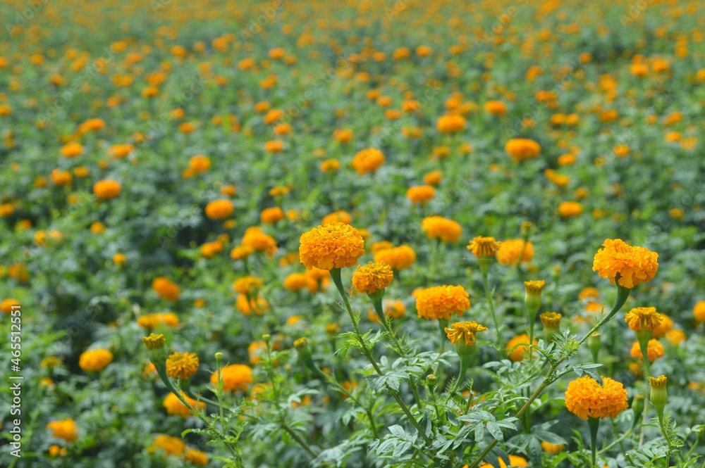 field of marigold