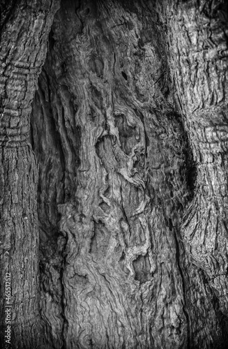 Obraz na płótnie Bark of an ancient tree closeup w salonie