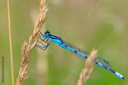 blue dragonfly on a branch