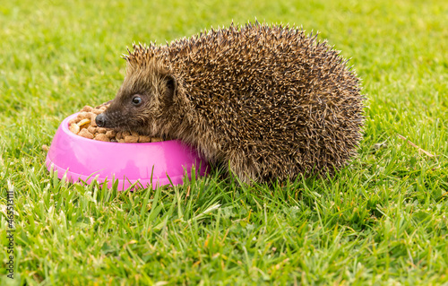 Hedgehog, Scientific name: Erinaceus Europaeus. Wild, native, European hedgehog feeding on dry food in a pink bowl. Facing left. Copy Space. Horizontal.