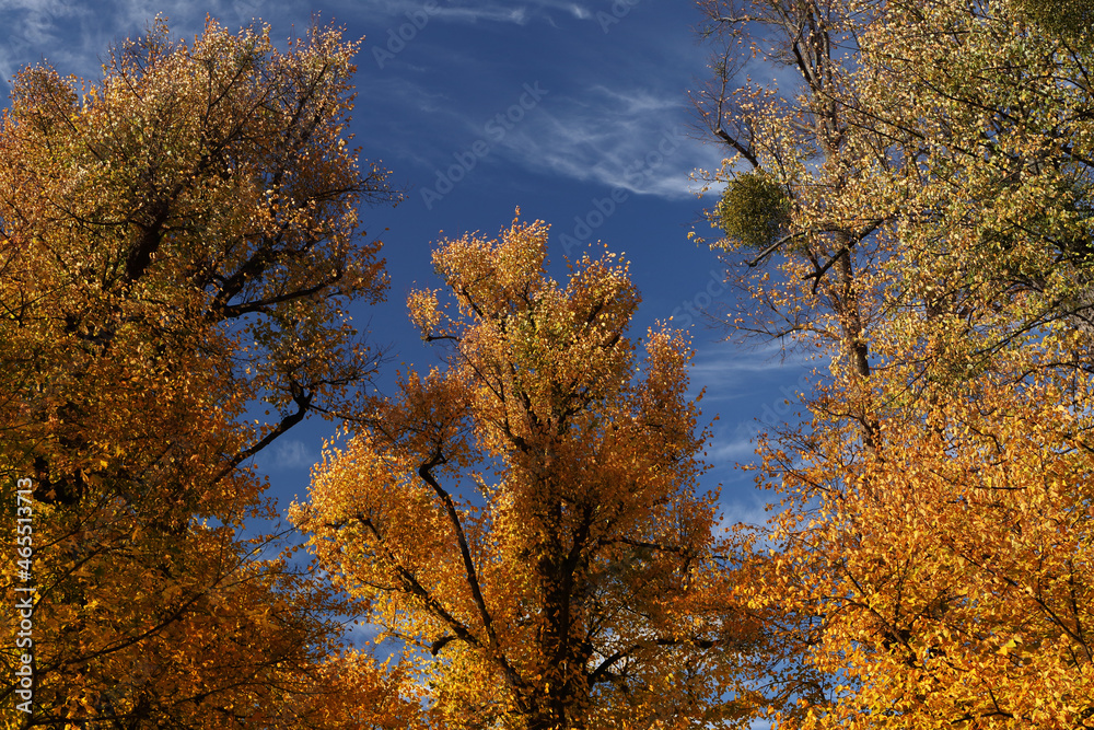 Colours of autumn in the forest. Trees with red, yellow, green and orange leaves, blue skies with cirrus clouds. Outdoors in autumn sunny afternoon.