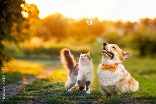 cute fluffy friends a cat and a dog catch a flying butterfly in a sunny summer garden photo