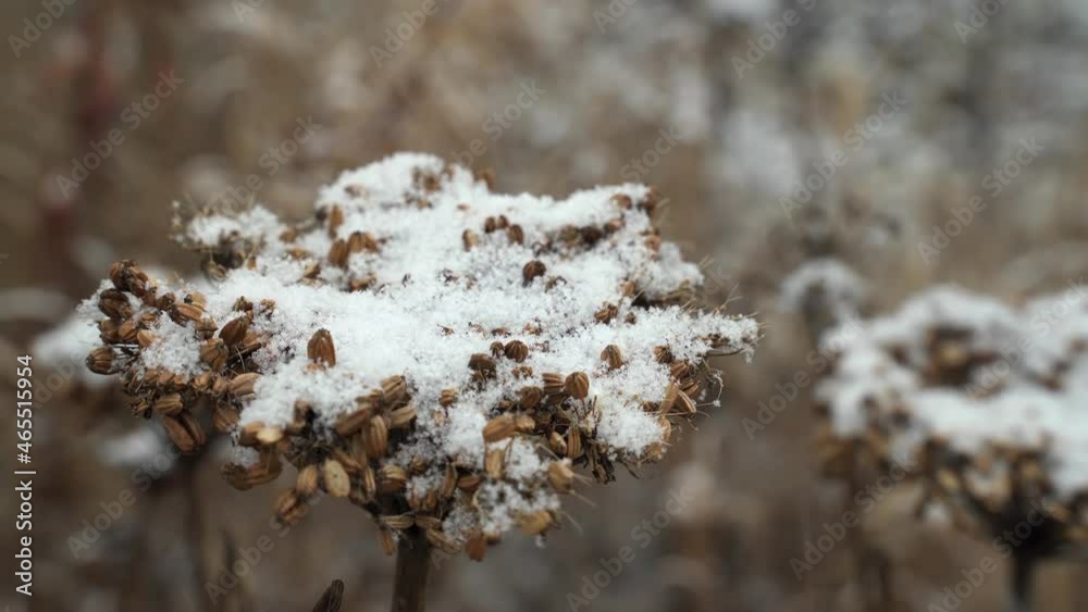 winter, snow, grasses, vegetation 4k winter, snow, grasses, vegetation 4k