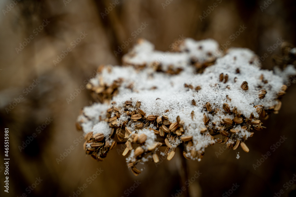 Fototapeta premium winter, snow, grasses, vegetation 4k