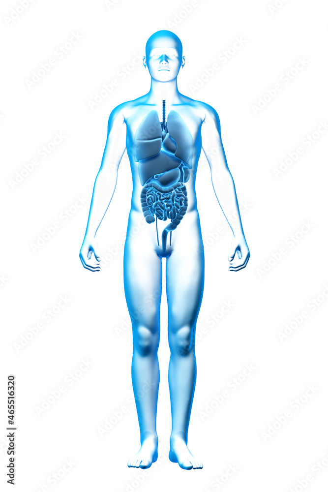 Internal Organ, Human Body, Medical 3D Model