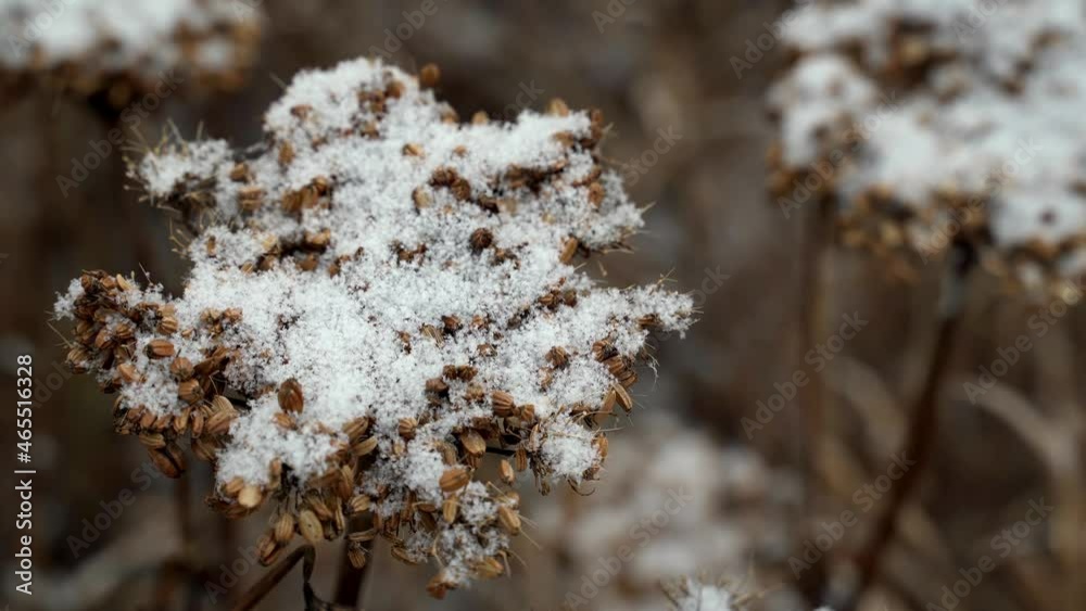 winter, snow, grasses, vegetation 4k winter, snow, grasses, vegetation 4k